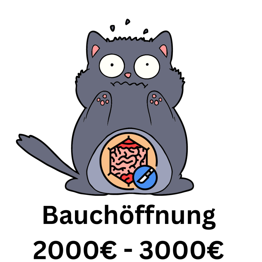 bauch op Katze Diagnose